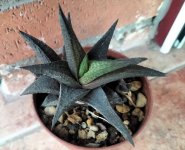 Gasterhaworthia black chap_2.jpg