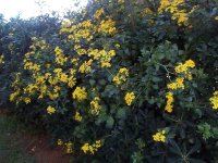 4-senecio angulatus-16-4-21.jpg