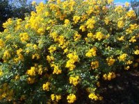 cassia corimbosa - este invierno se ha secado.jpg