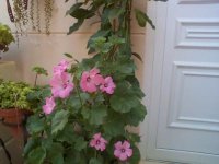 lavatera trimestris.jpg