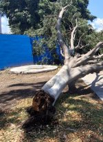 Arbol.jpg