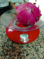 Pitaya Jindu 1, 496 gramos (17.09.26) 1.webp Pitaya Jindu 1, 496 gramos (17.09.26) 1.webp