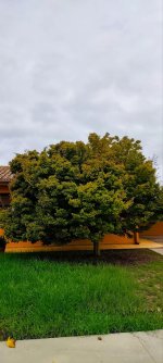 Jardín de Arces de Onda