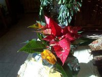 perdida - flor de pascua.jpg
