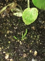 Sarracenia1.jpg