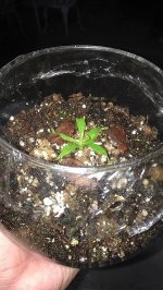Nepenthes1.jpg