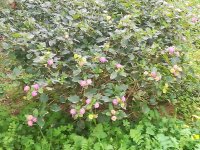 3 lantanas.jpg