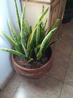 10 sanseviera (1).jpg 10 sanseviera (1).jpg