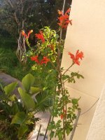 tecomaria campesis en maceton.jpg