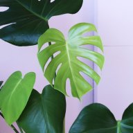 plantasydeco