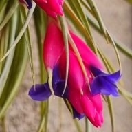 Aeranthos