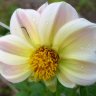 gr8blooms