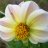 gr8blooms