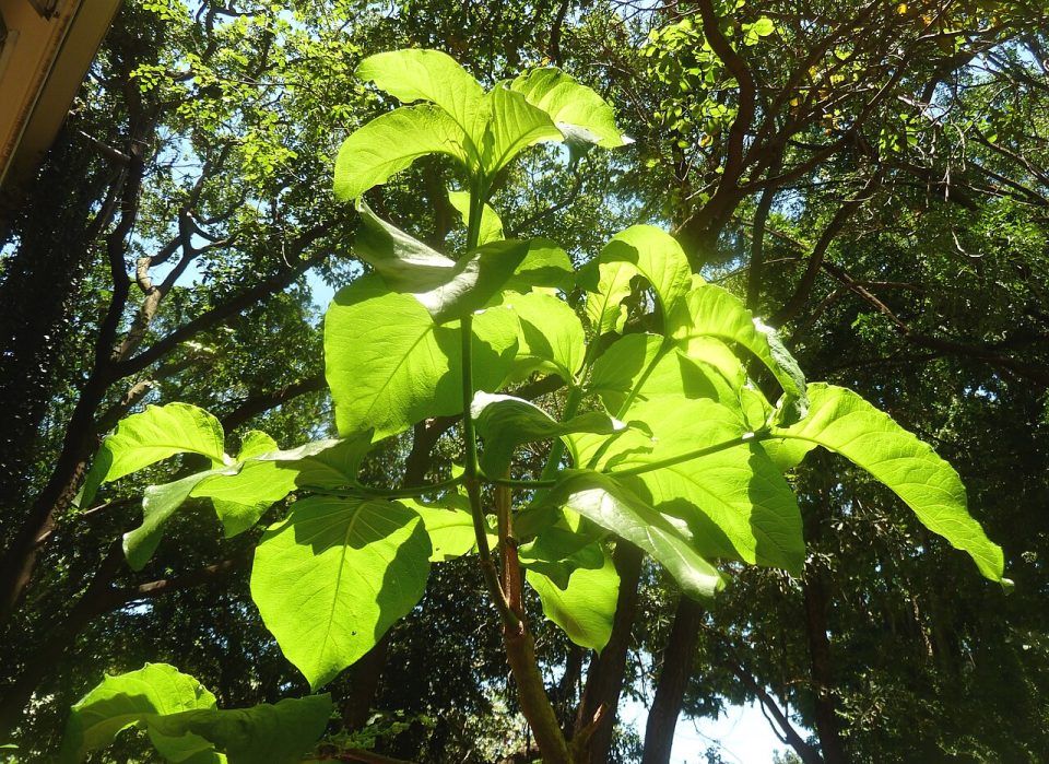 Vangueria cyanescens