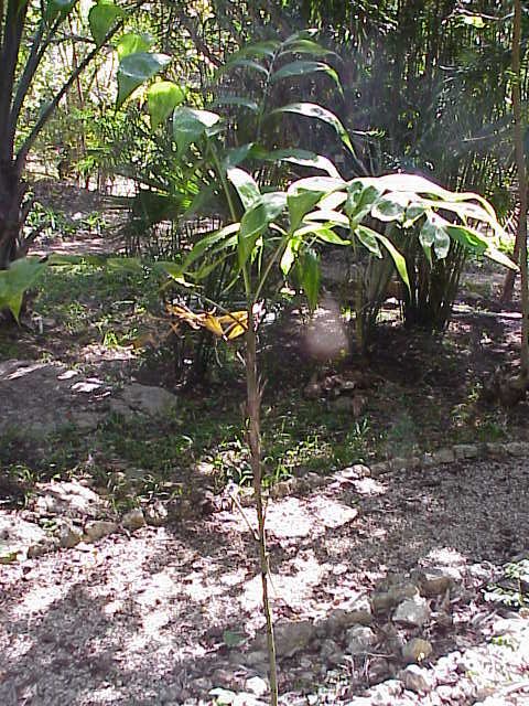 Chamaedorea oblongata