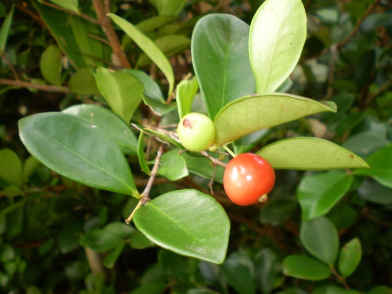 Foto ilustrativa de la especie: Eugenia reinwardtiana
