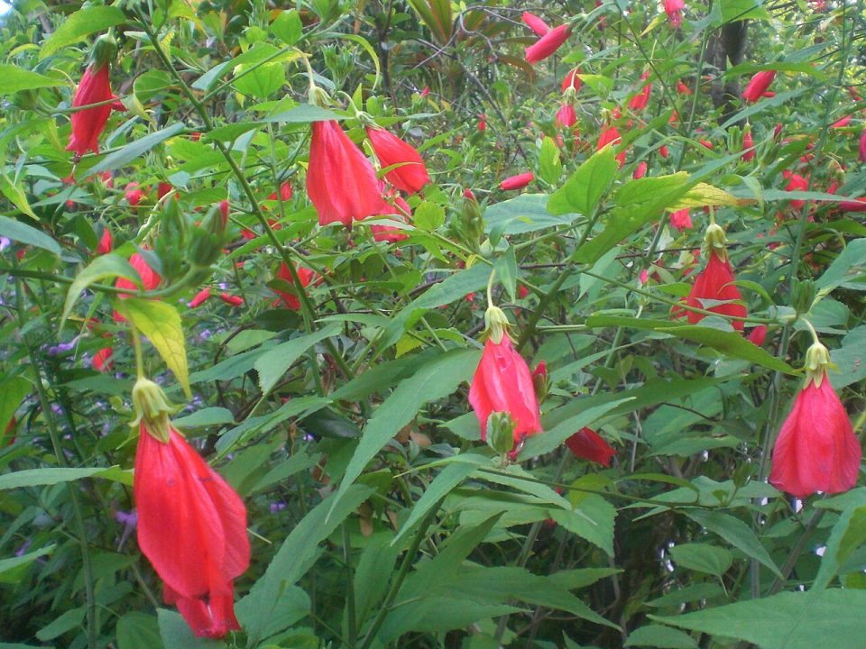 Malvaviscus penduliflorus