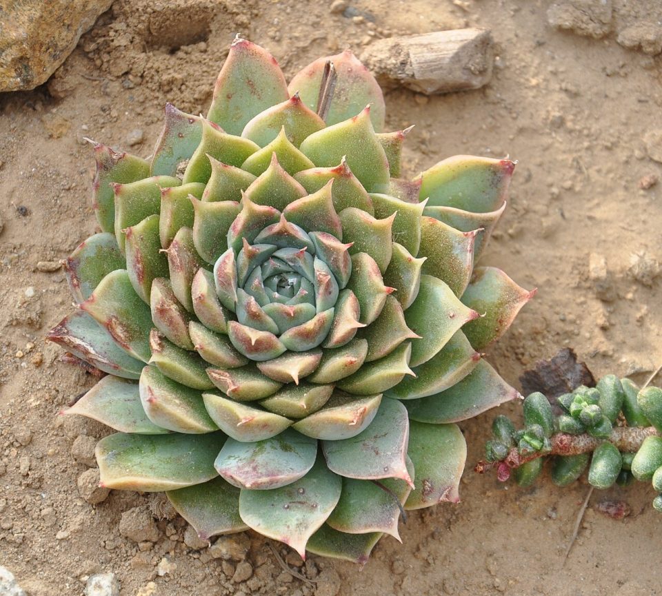 Echeveria halbingeri