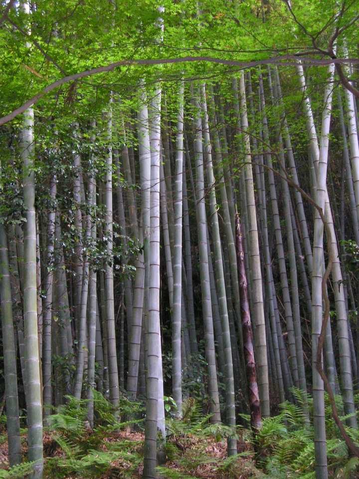 Foto ilustrativa de la especie: Phyllostachys edulis