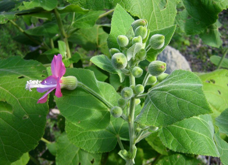 Pavonia malacophylla