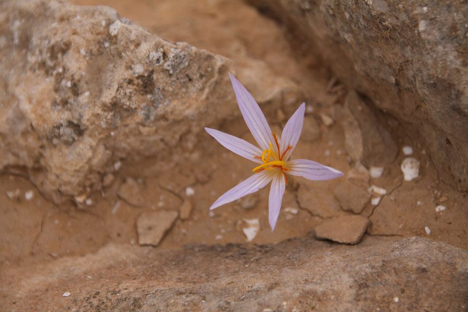 Crocus damascenus