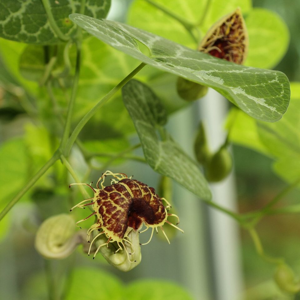 Foto ilustrativa de la especie: Patito · Aristolochia fimbri