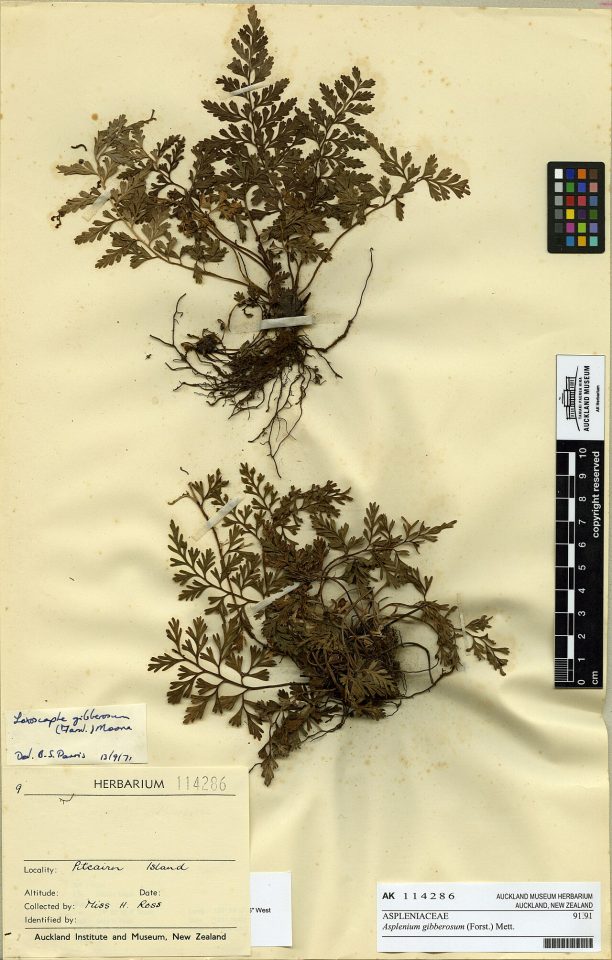 Asplenium gibberosum