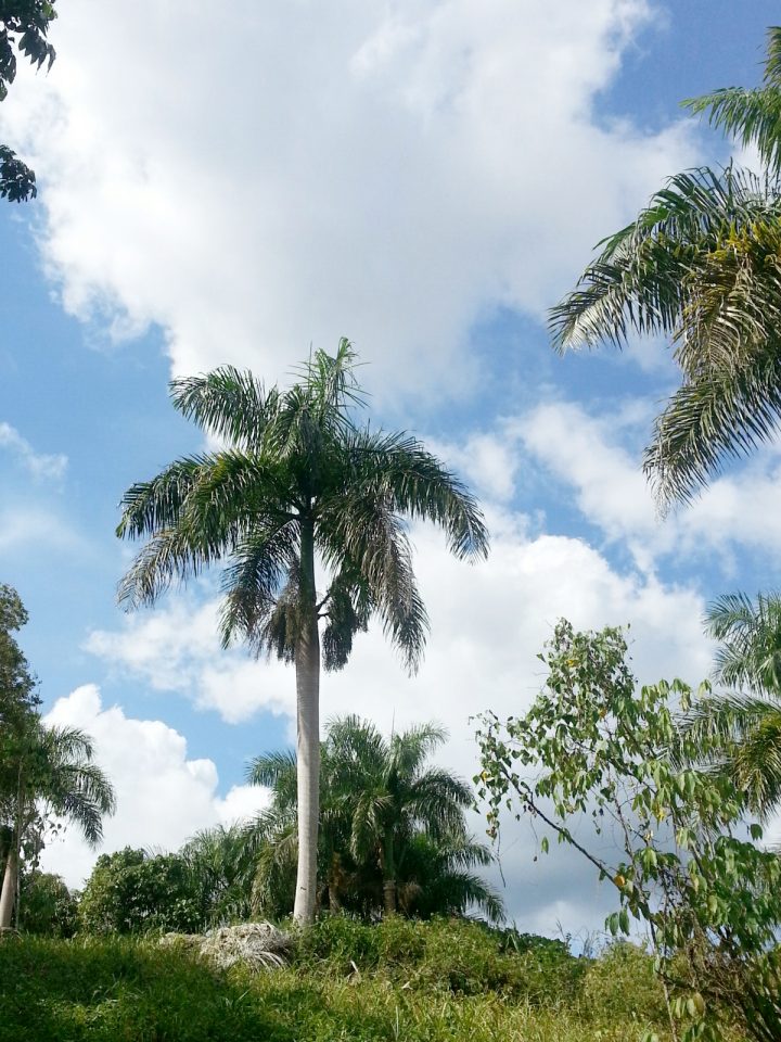 Roystonea borinquena