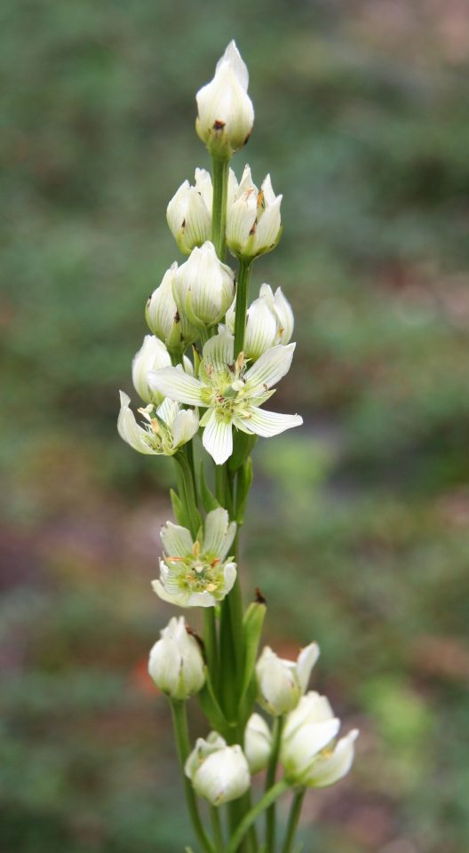 Swertia speciosa