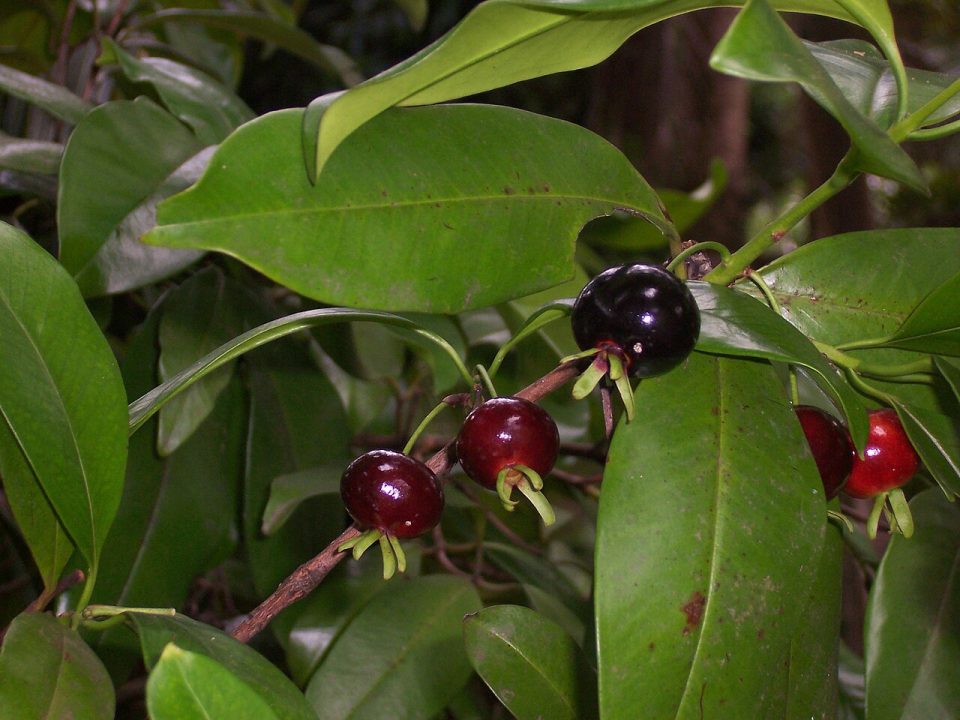 Foto ilustrativa de la especie: Eugenia brasiliensis