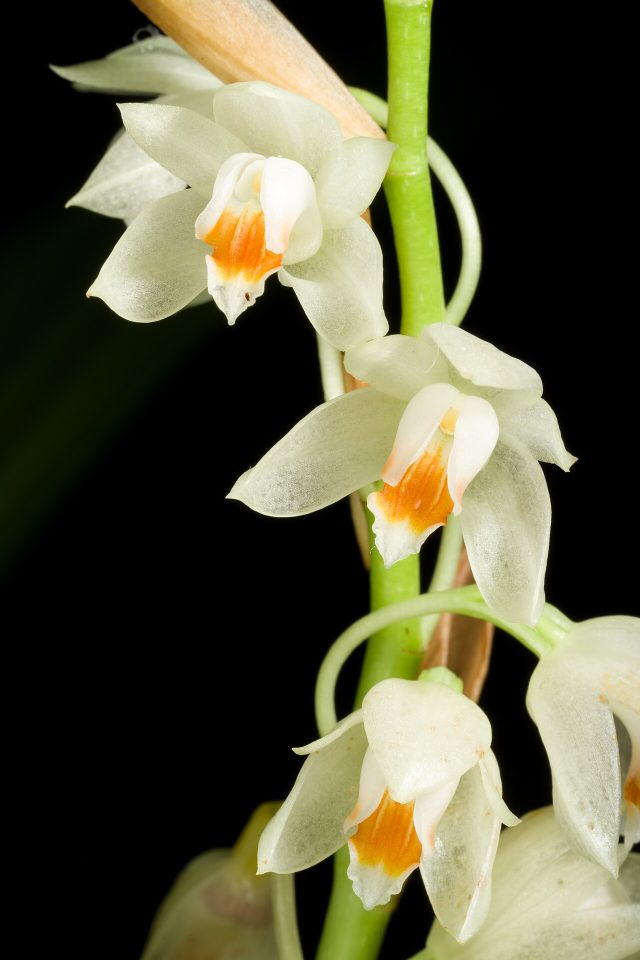 Coelogyne calcarata