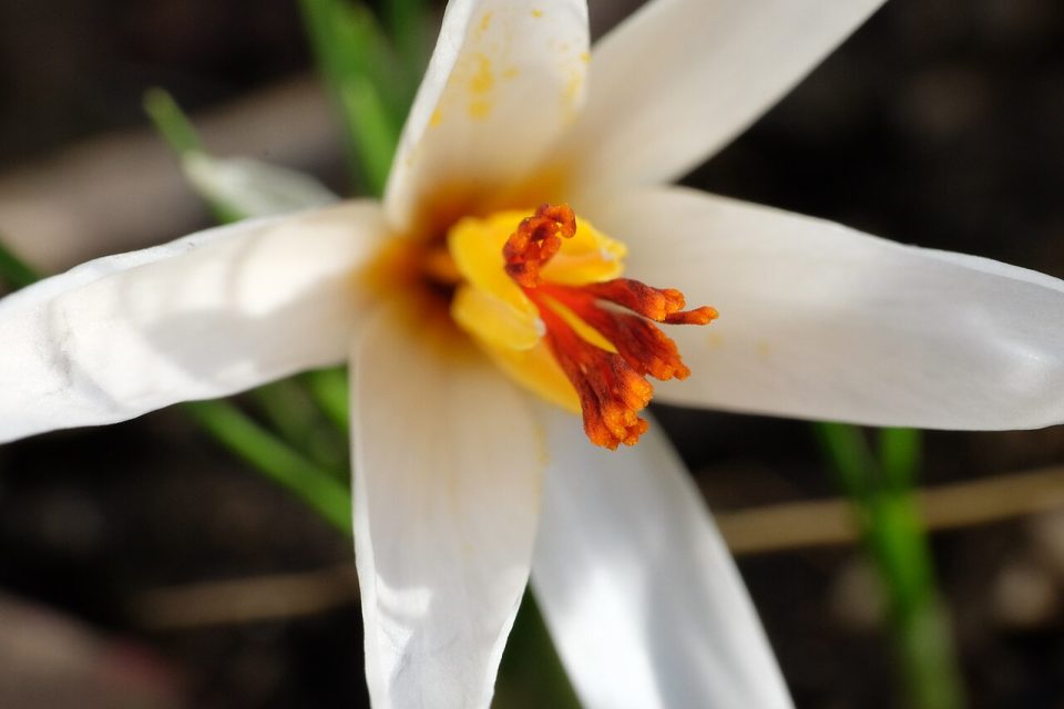 Crocus fleischeri