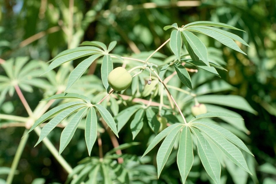 Manihot palmata