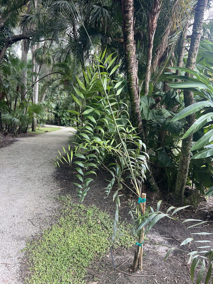 Chamaedorea elatior
