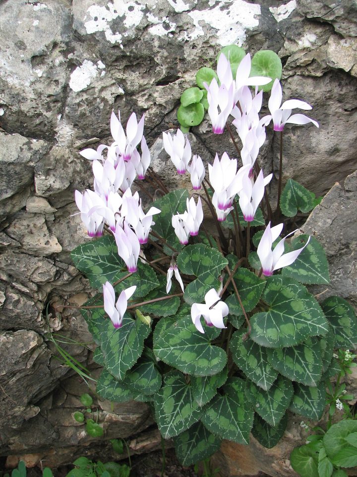Foto ilustrativa de la especie: Cyclamen persicum