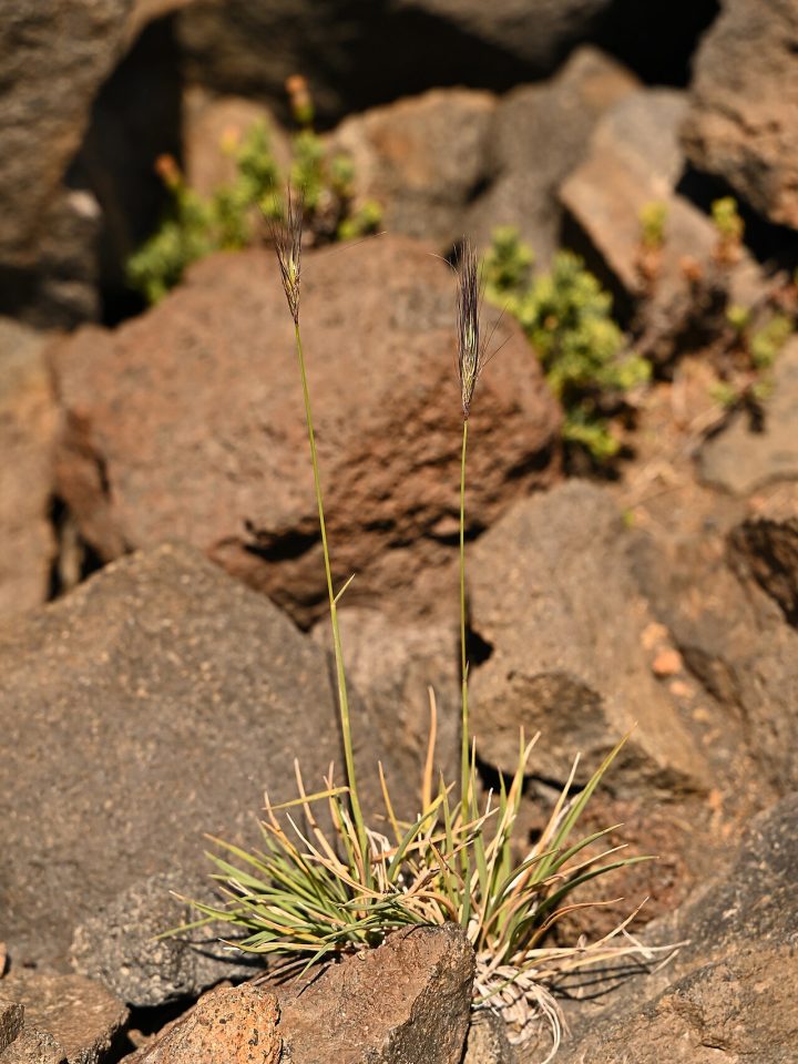 Hordeum comosum