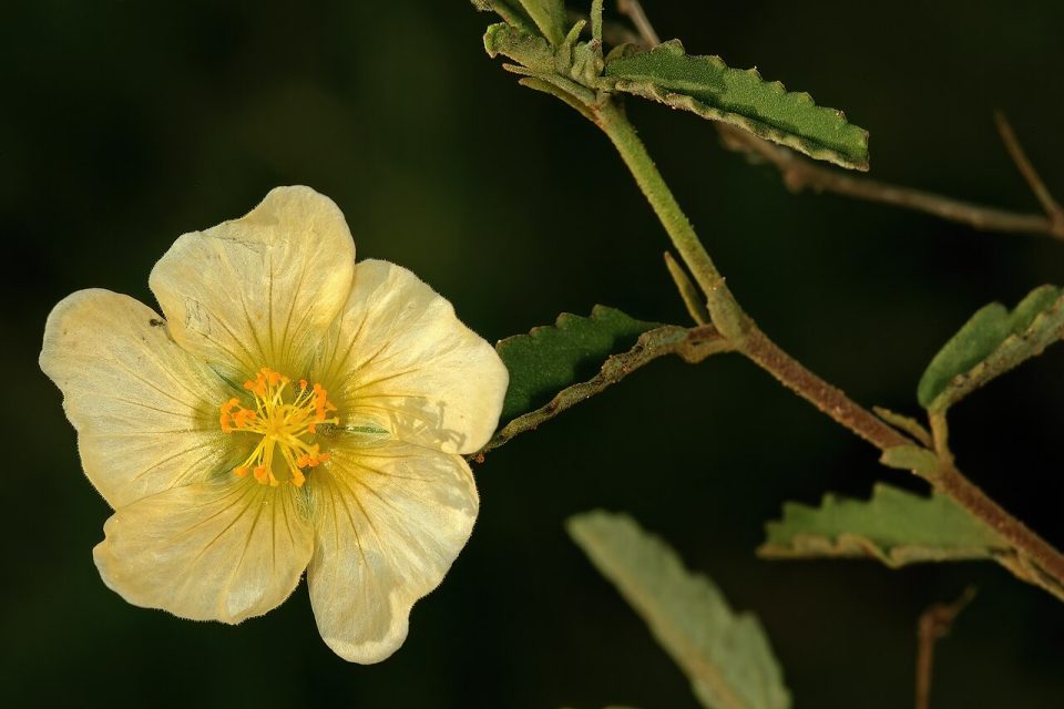 Sida chrysantha