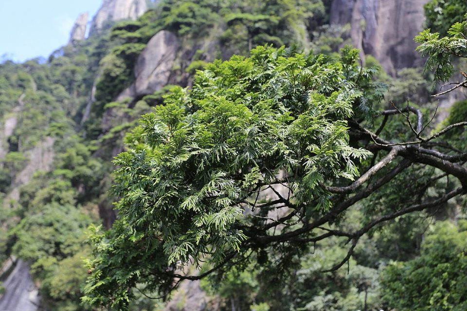 Chamaecyparis hodginsii