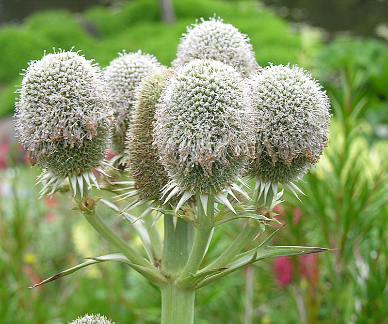 Eryngium serra