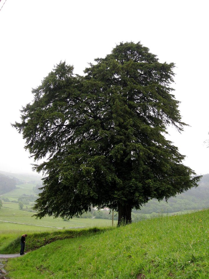 Foto ilustrativa de la especie: Taxus baccata