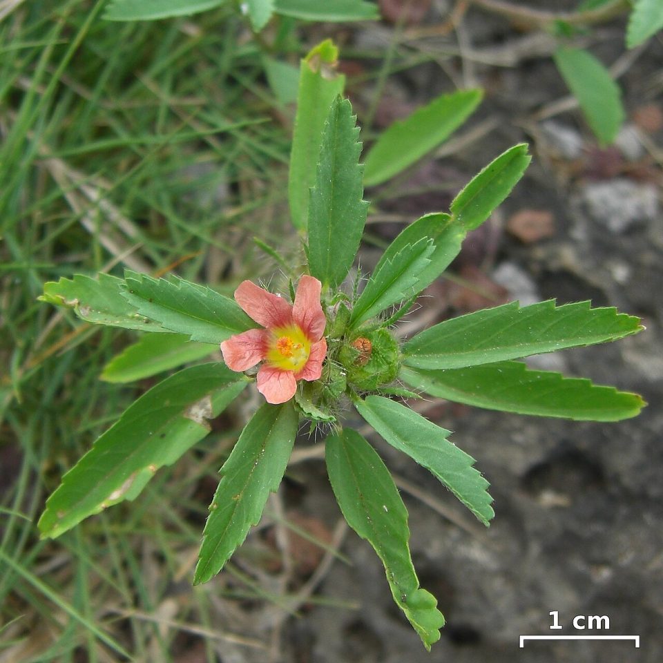 Sida ciliaris