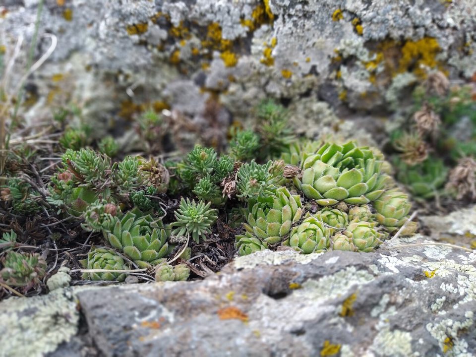 Sempervivum transcaucasicum