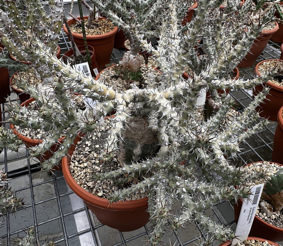 Euphorbia umbonata
