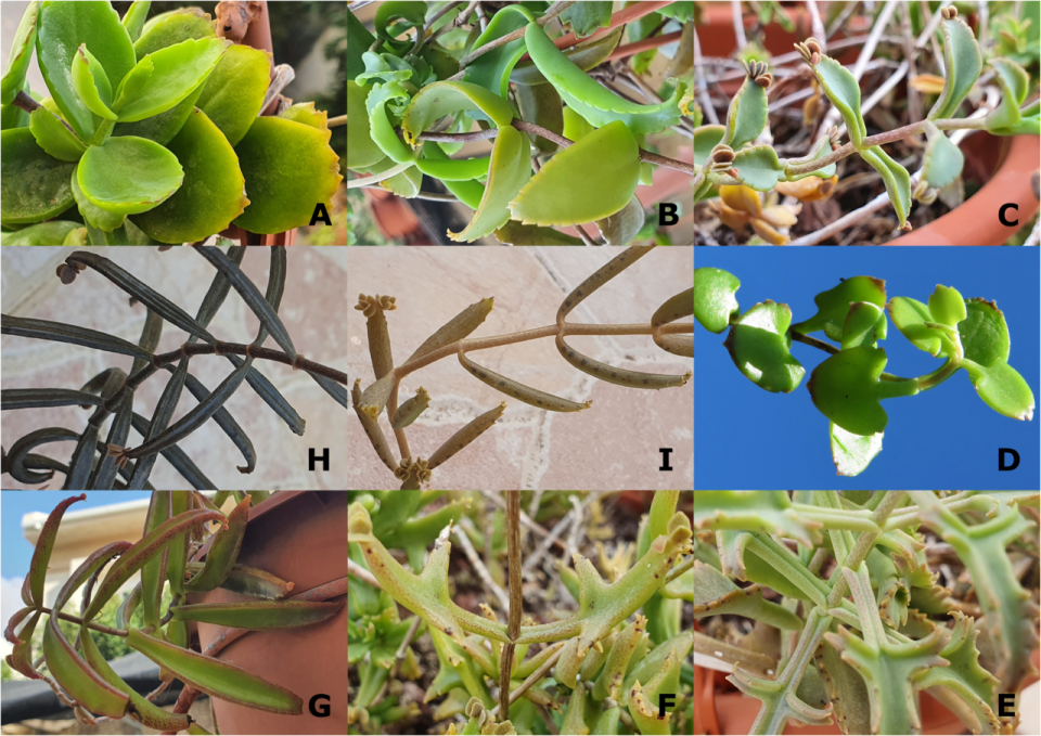 Foto ilustrativa de la especie: Kalanchoe beauverdii