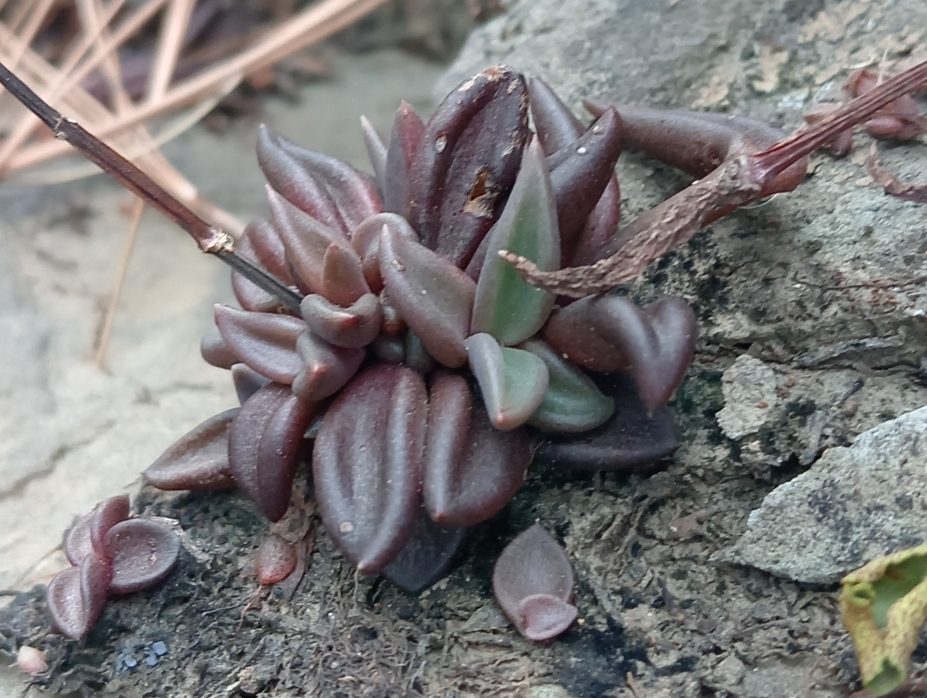 Lenophyllum latum