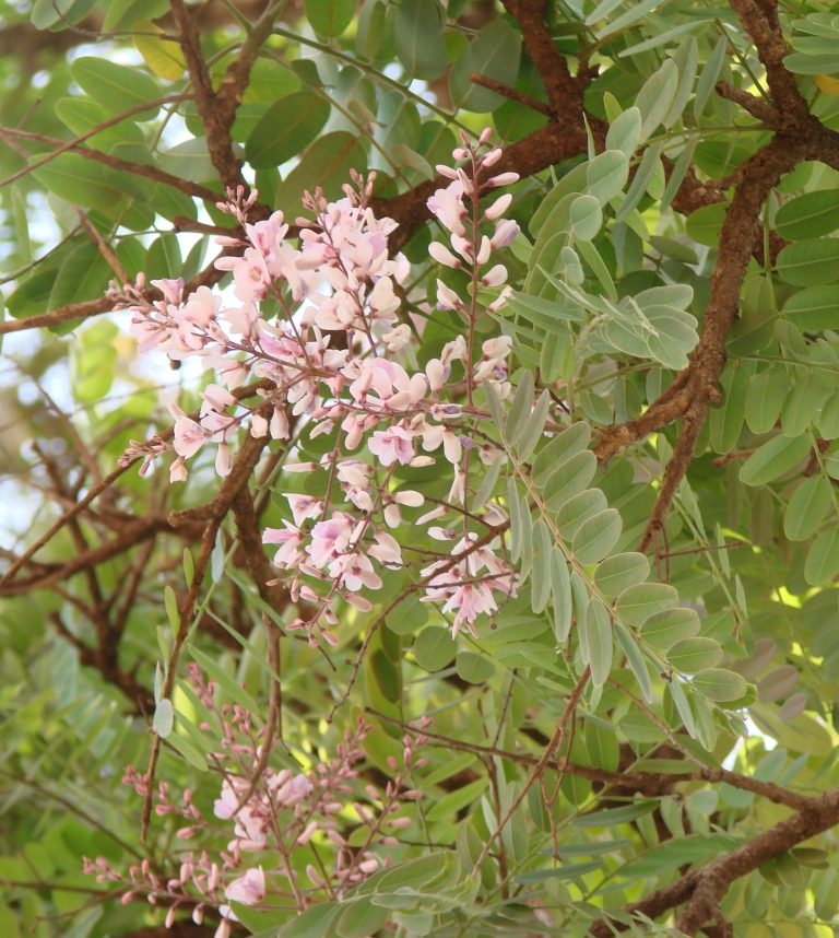 Pterodon emarginatus