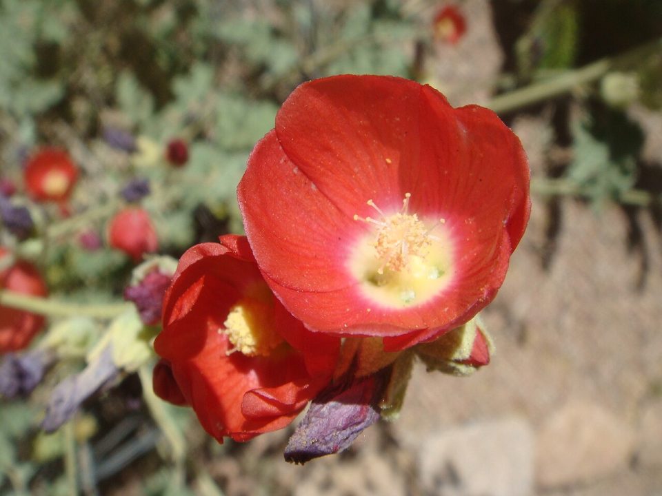Sphaeralcea rusbyi