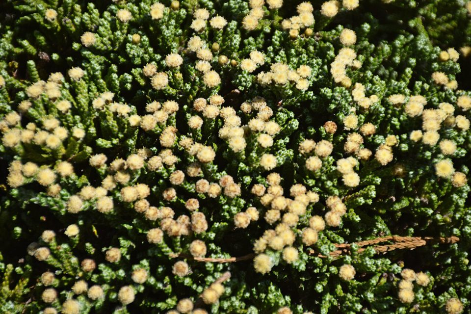 Helichrysum intermedium