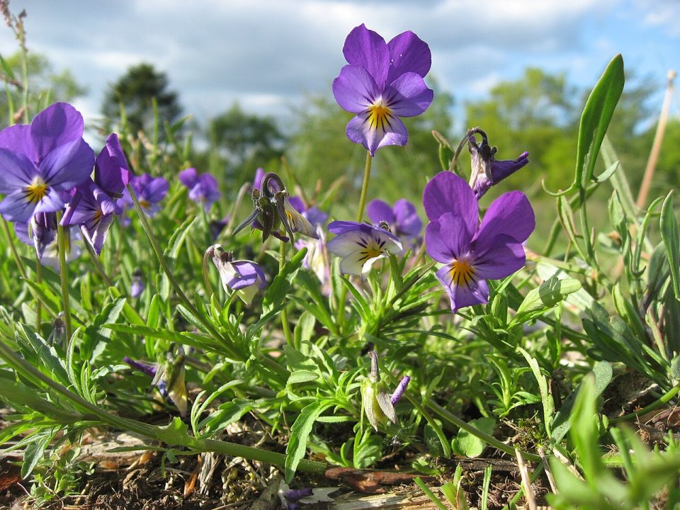 Foto ilustrativa de la especie: Viola tricolor