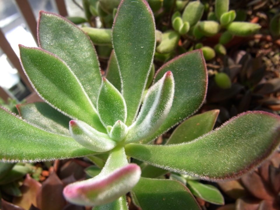 Echeveria harmsii